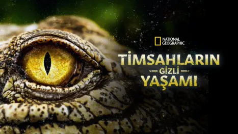 thumbnail - Timsahların Gizli Yaşamı
