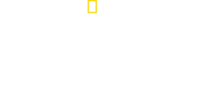 Secretos de los elefantes