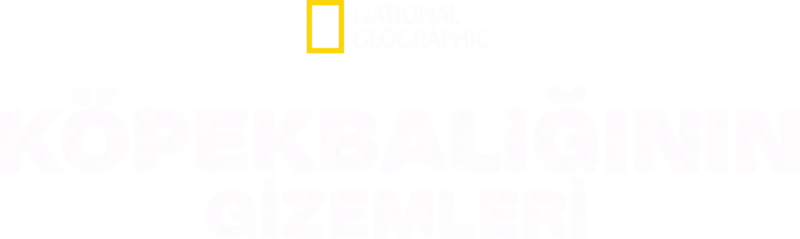 Köpekbalığının Gizemleri