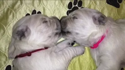 thumbnail - S2:E3 Purry in Pink