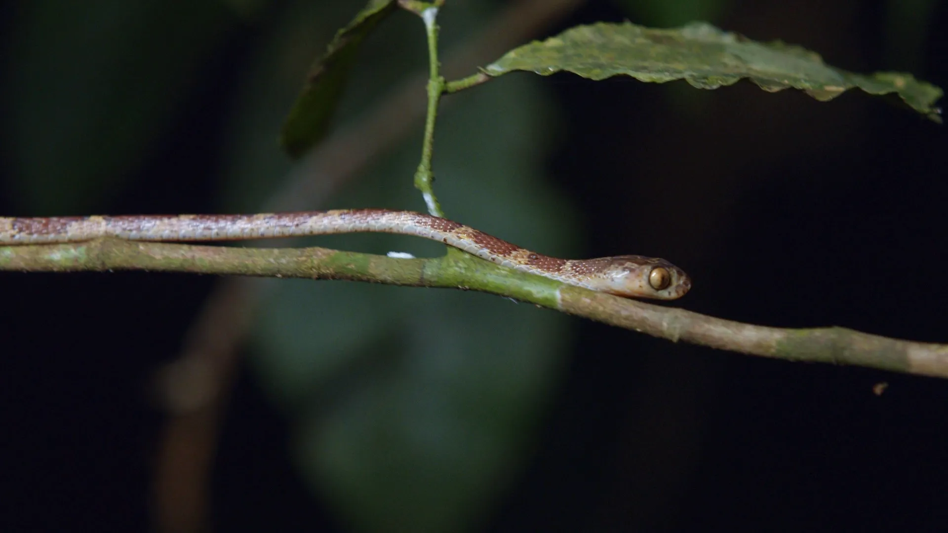 thumbnail - S1:E3 The Tightrope Walker