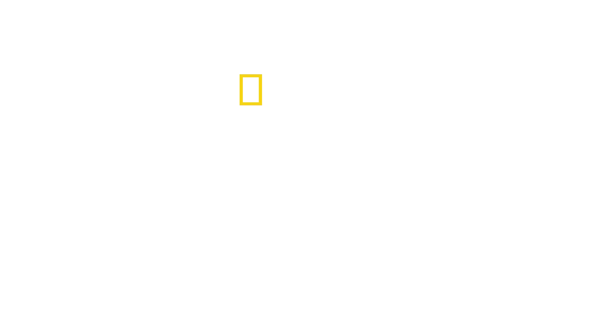 Pandillas de tiburones