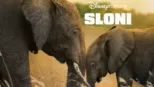 thumbnail - Sloni
