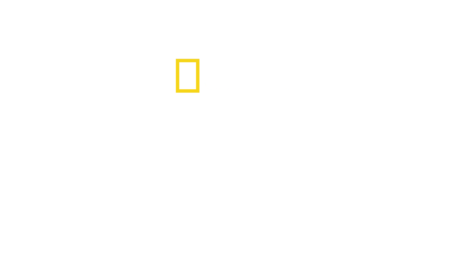 W świecie szympansów