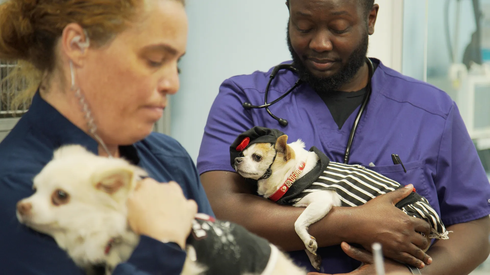 thumbnail - S6:E1 A Lotta Chihuahua