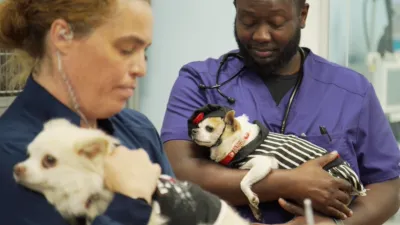 thumbnail - S6:E1 A Lotta Chihuahua