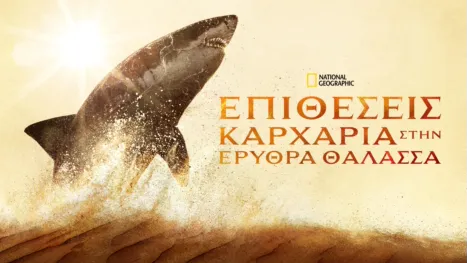 thumbnail - Επιθέσεις Καρχαρία στην Ερυθρά Θαλασσα