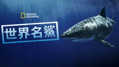 世界名鯊