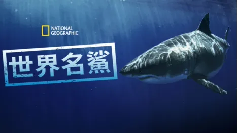 thumbnail - 世界名鯊