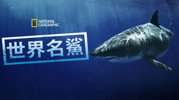 thumbnail - 世界名鯊