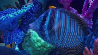 thumbnail - S4:E8 Fermenting Donuts