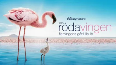 Den röda vingen: Flamingons gåtfulla liv