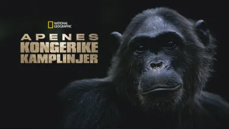 thumbnail - Apenes kongerike: Kamplinjer