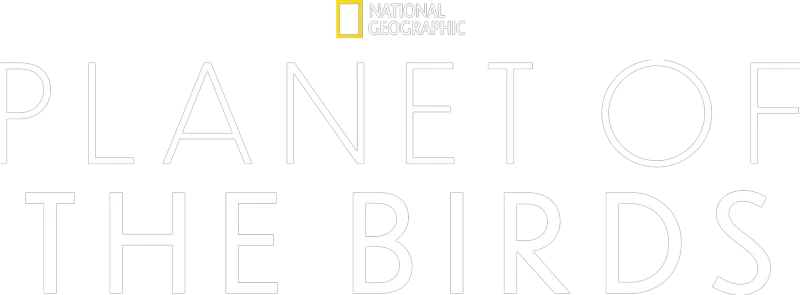 Planet of the Birds
