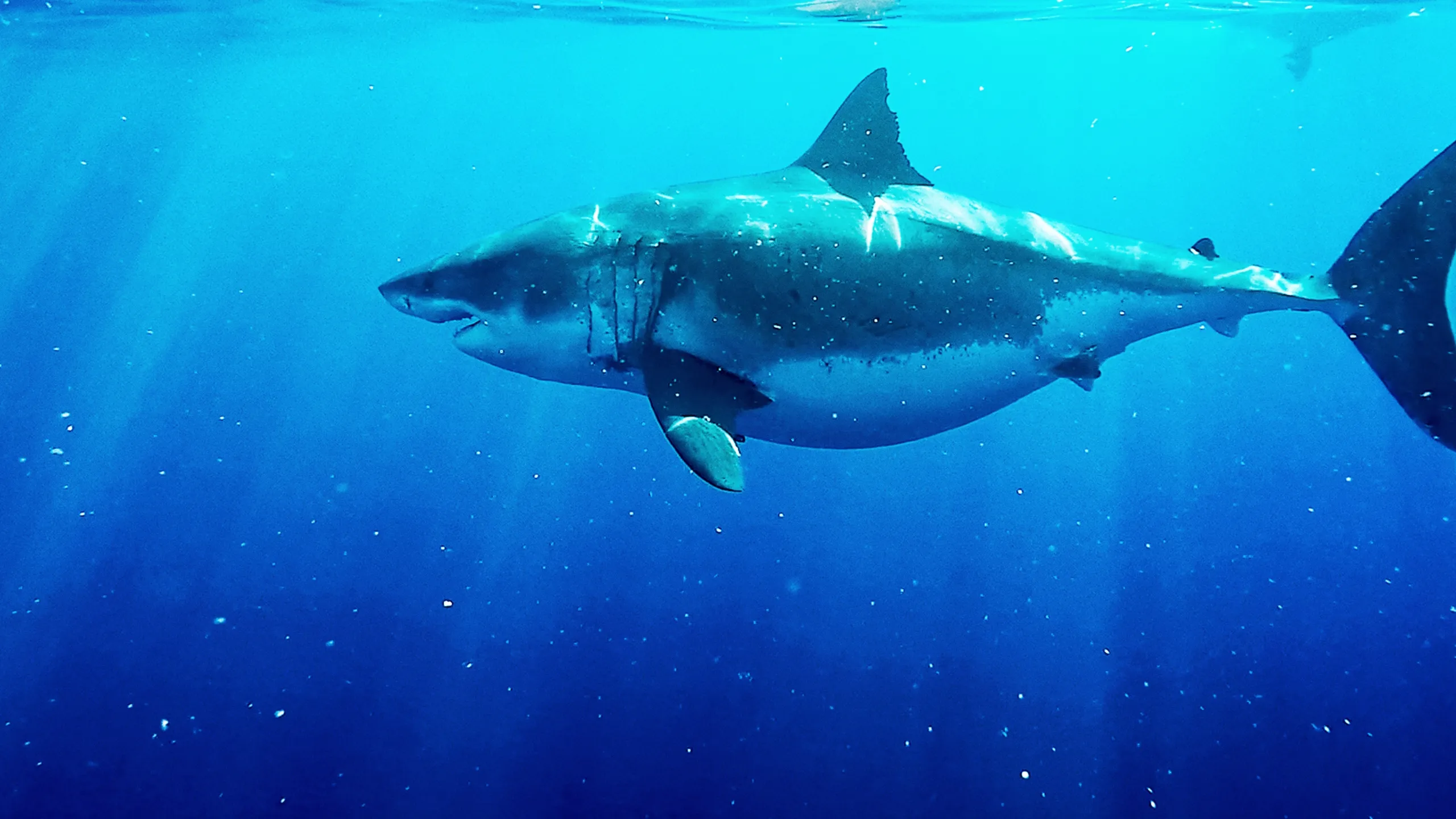 Verdens største hvidhaj?