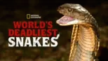 thumbnail - World's Deadliest Snakes