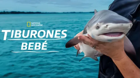 thumbnail - Tiburones bebé