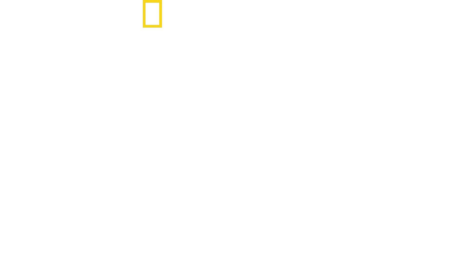 World's Biggest Bullshark