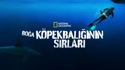 Boğa Köpekbalığının Sırları