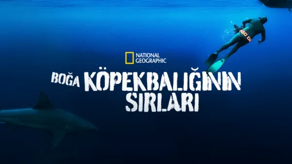 thumbnail - Boğa Köpekbalığının Sırları