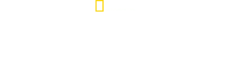 Köpekbalığı Oyunları