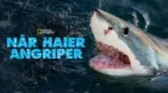 thumbnail - When Sharks Attack