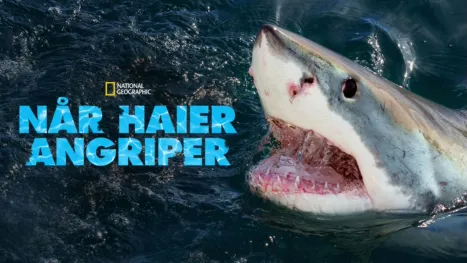 thumbnail - When Sharks Attack