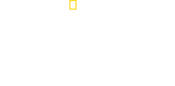 Ağaçtaki Aslanlar