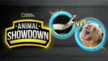 thumbnail - Animal Showdown