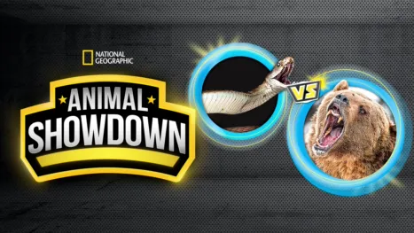 thumbnail - Animal Showdown