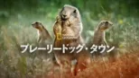 thumbnail - プレーリードッグ・タウン