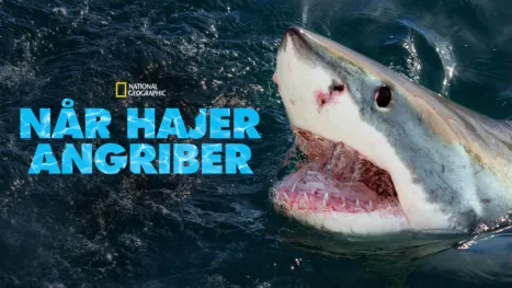 thumbnail - When Sharks Attack