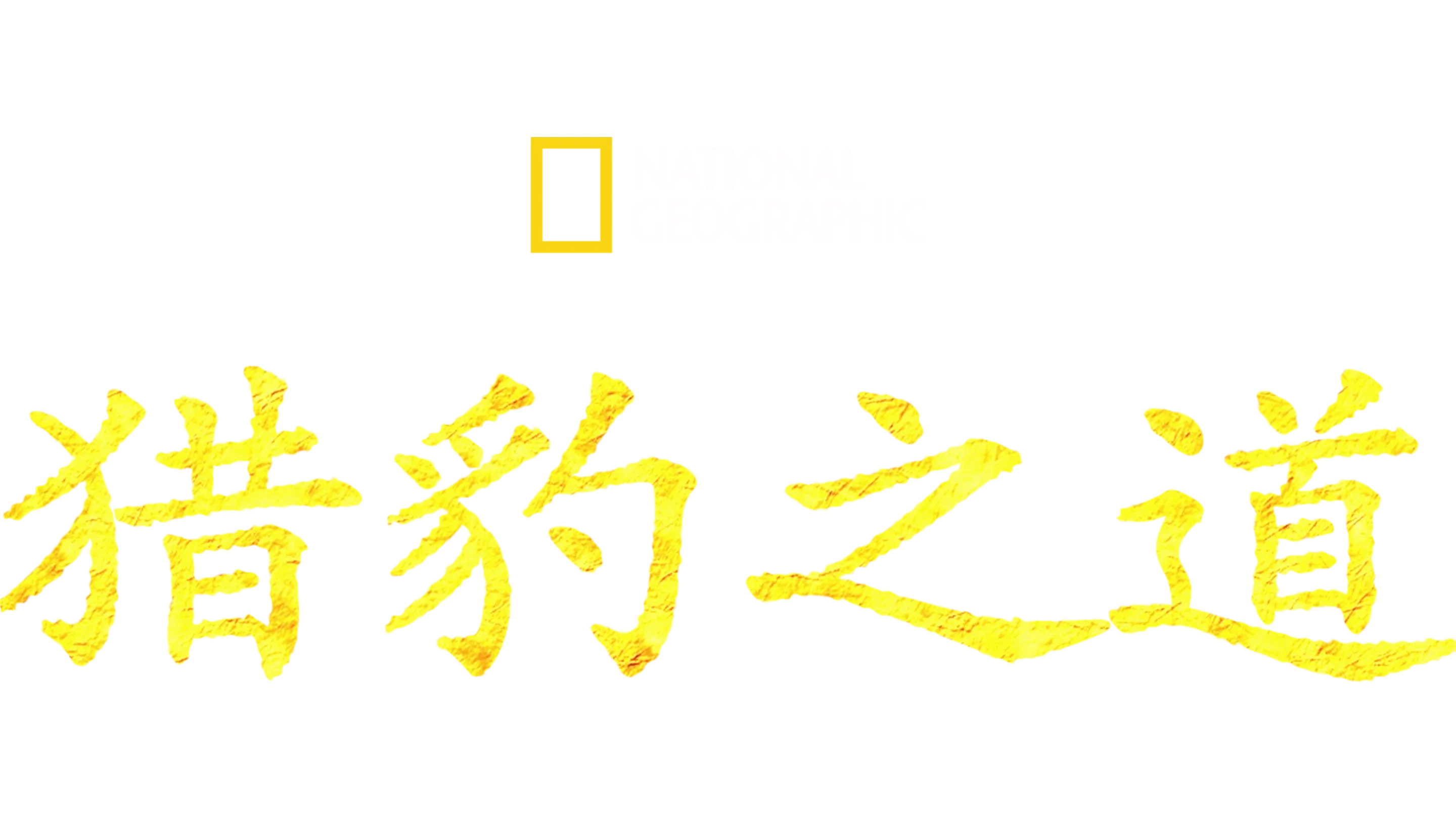 猎豹之道