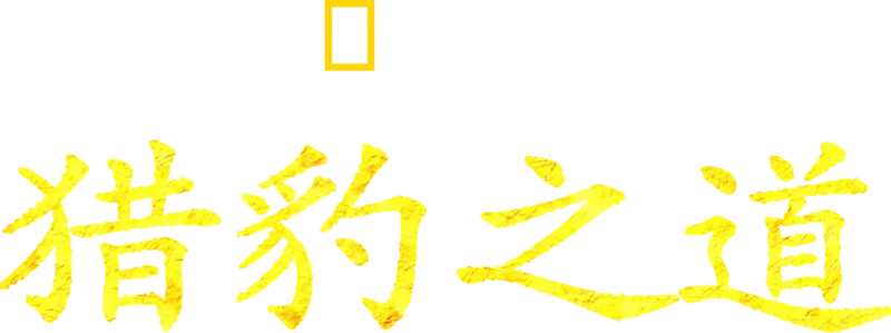 猎豹之道