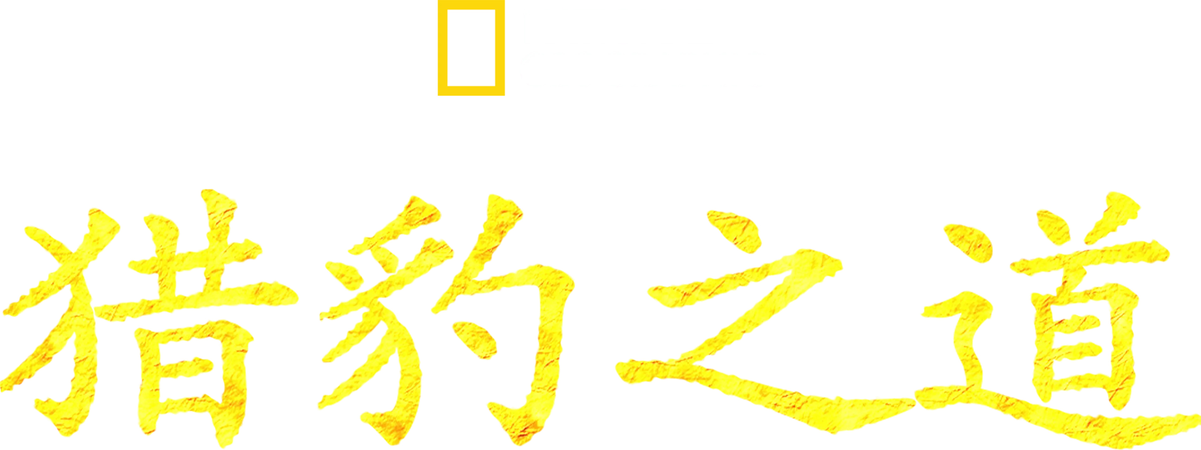 猎豹之道