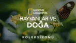 thumbnail - National Geographic Hayvanlar ve Doğa
