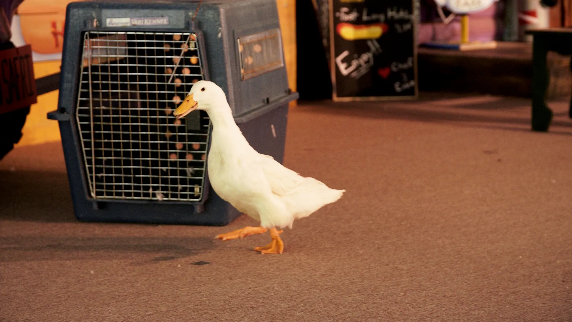 thumbnail - S3:E5 Duckumentary