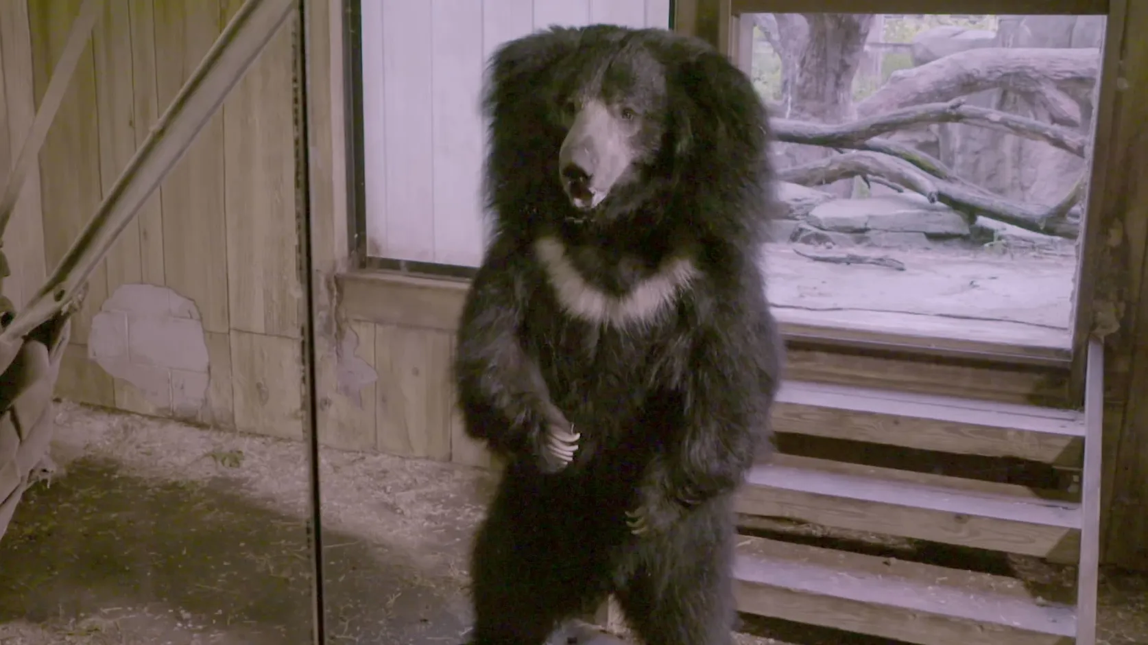 thumbnail - S3:E9 Big Bear Theory