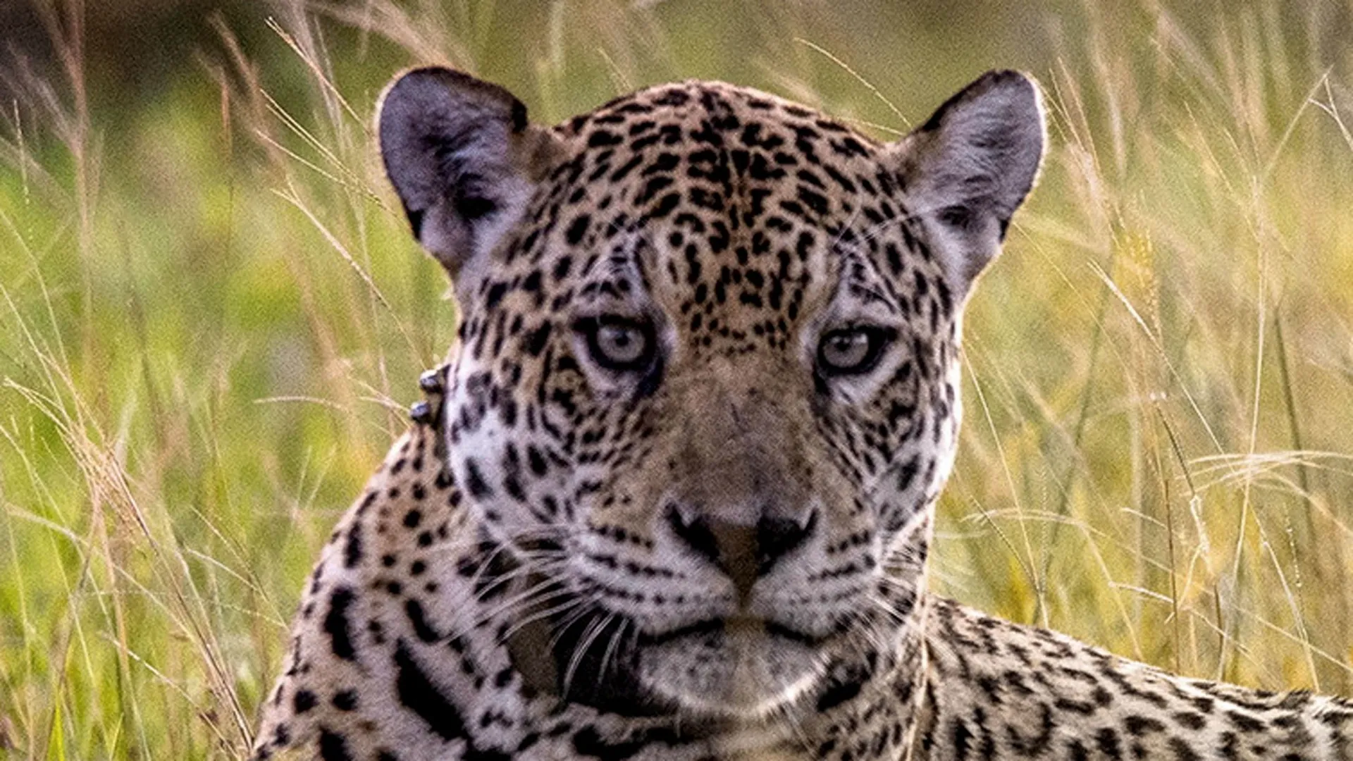 Jaguar Journals