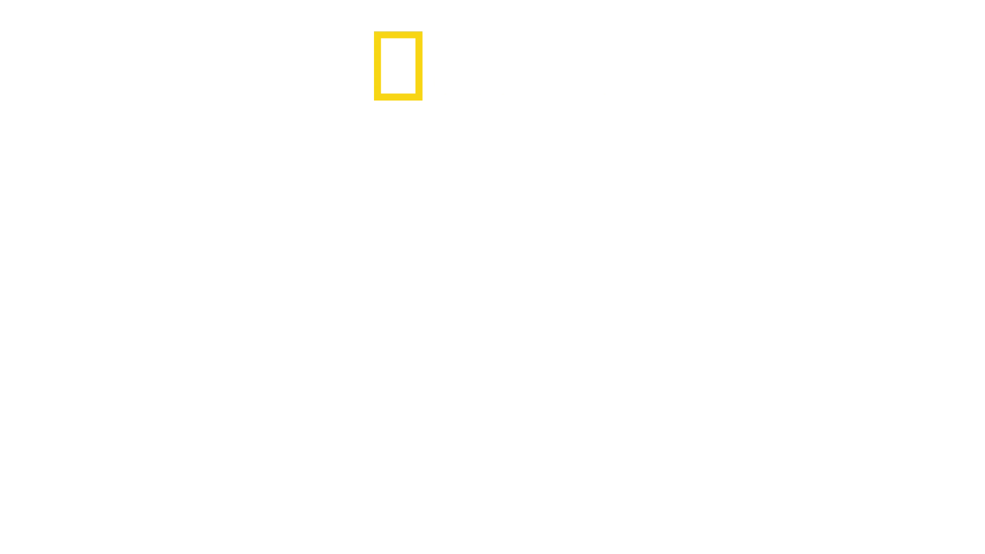 Il mistero degli squali