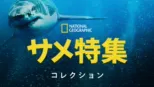 thumbnail - ナショナル ジオグラフィック：サメ特集
