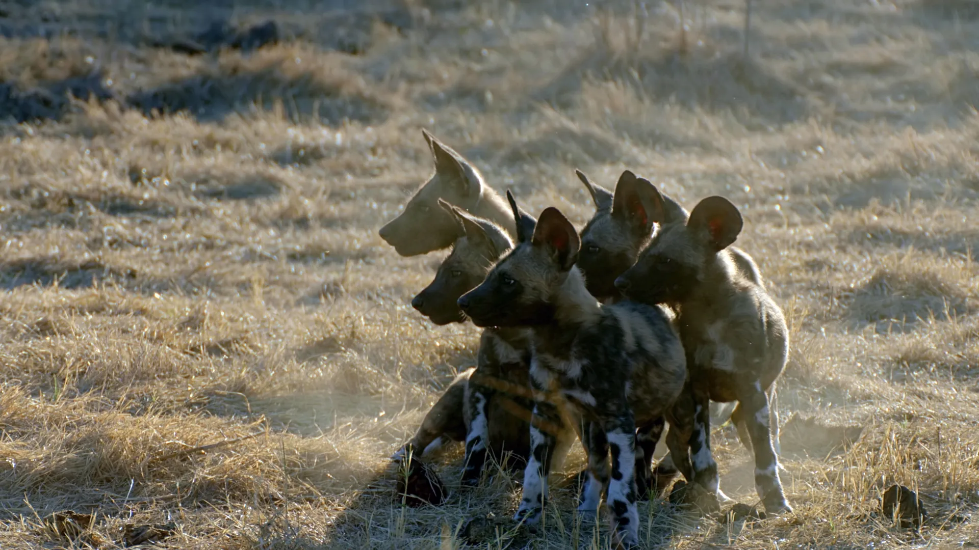 thumbnail - S4:E5 Outcasts Rising