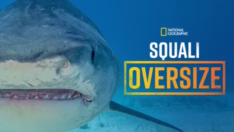 thumbnail - Squali Oversize