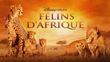 thumbnail - Félins d’Afrique