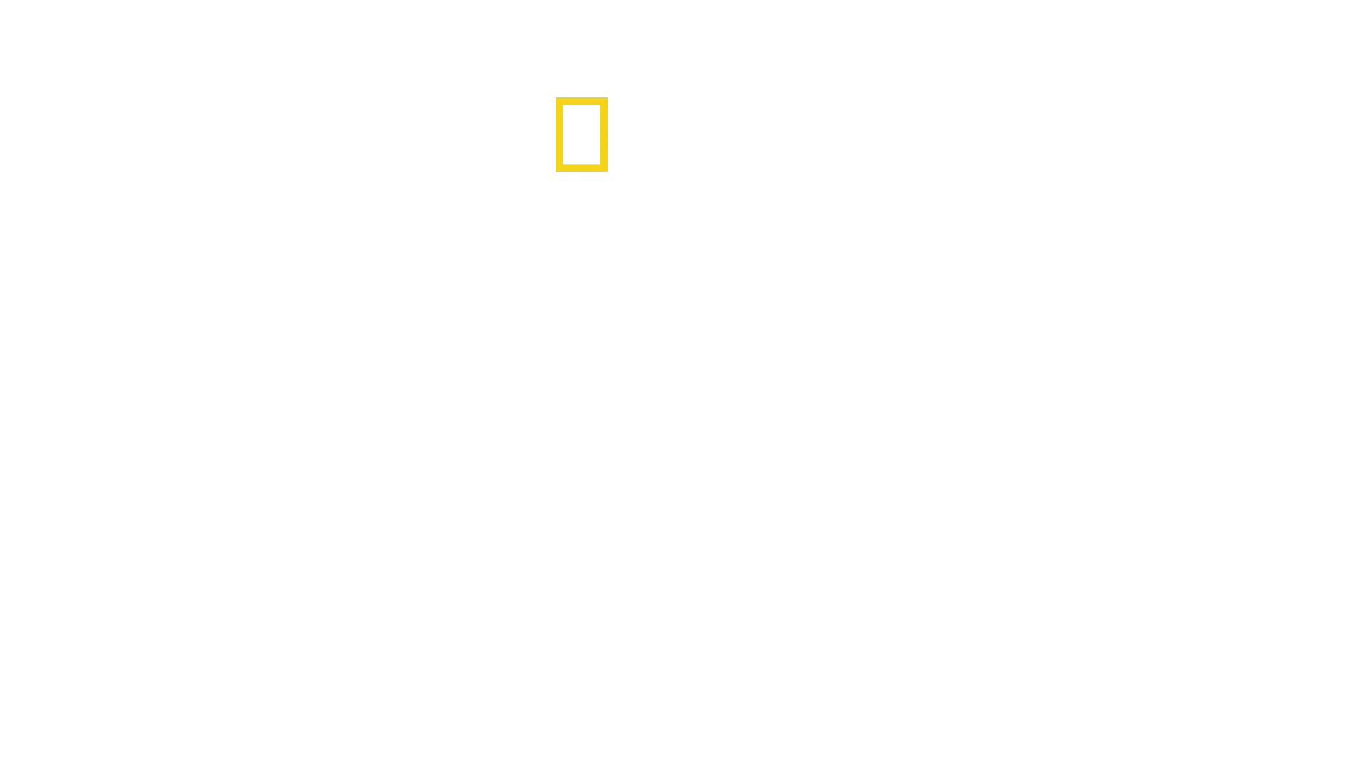 Secrets of the Bull Shark