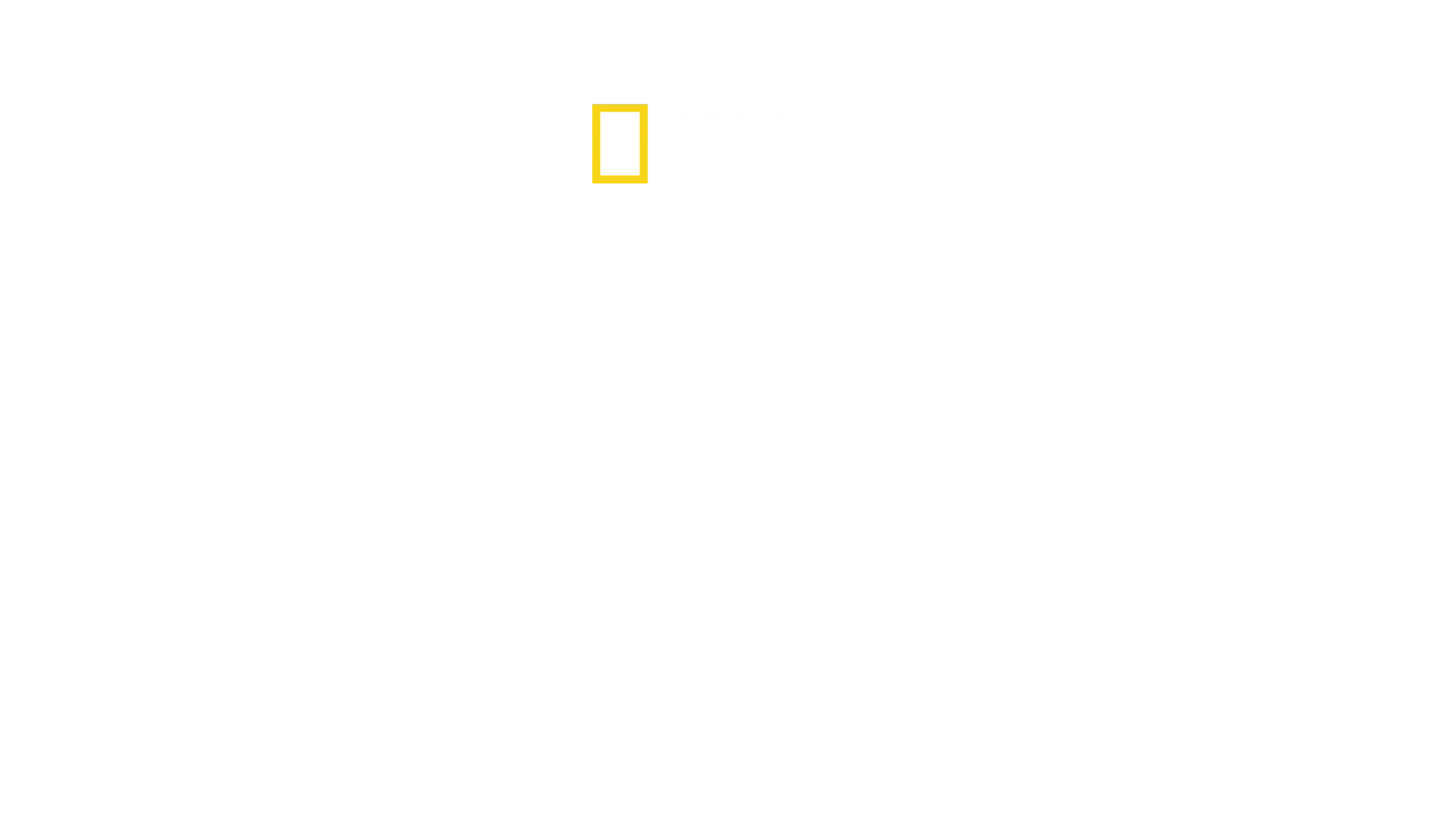 Secrets of the Bull Shark