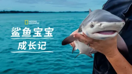 thumbnail - 鲨鱼宝宝成长记