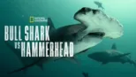 thumbnail - Bull Shark vs. Hammerhead