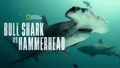 Bull Shark vs. Hammerhead
