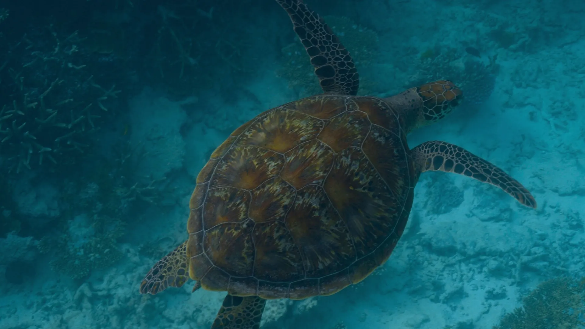 thumbnail - S1:E1 Tropical Shores